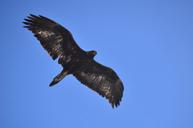 aigle royal haute alpes de provence