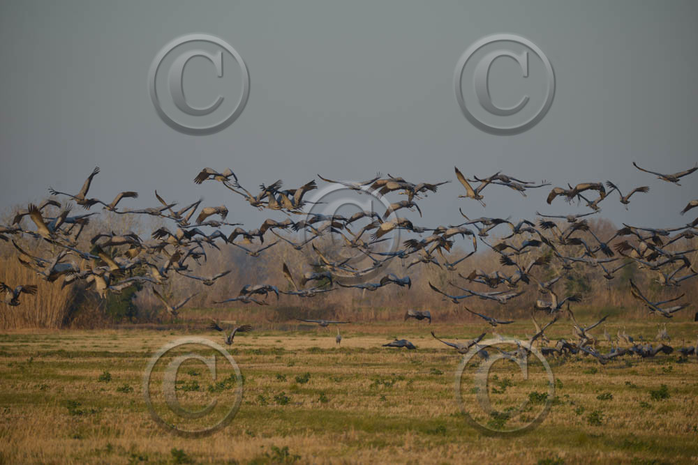 cam_2305-copie.jpg