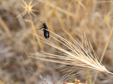 ref-faune-calanque-insecte-7478.jpg