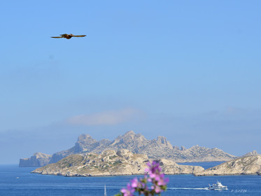 ref-faune-calanque-oiseau-faucon-6183.jpg