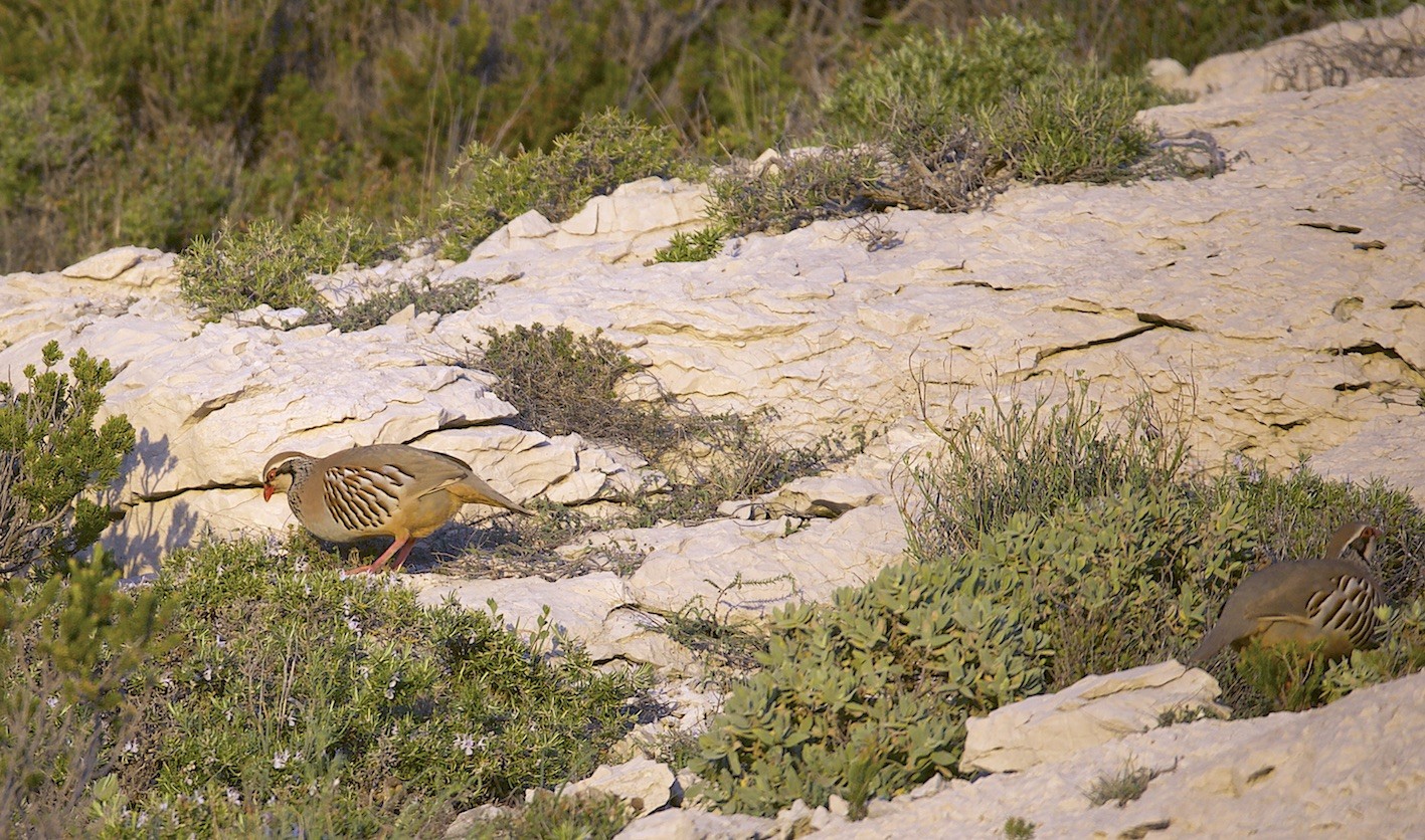 Dans les calanques ,en mars
