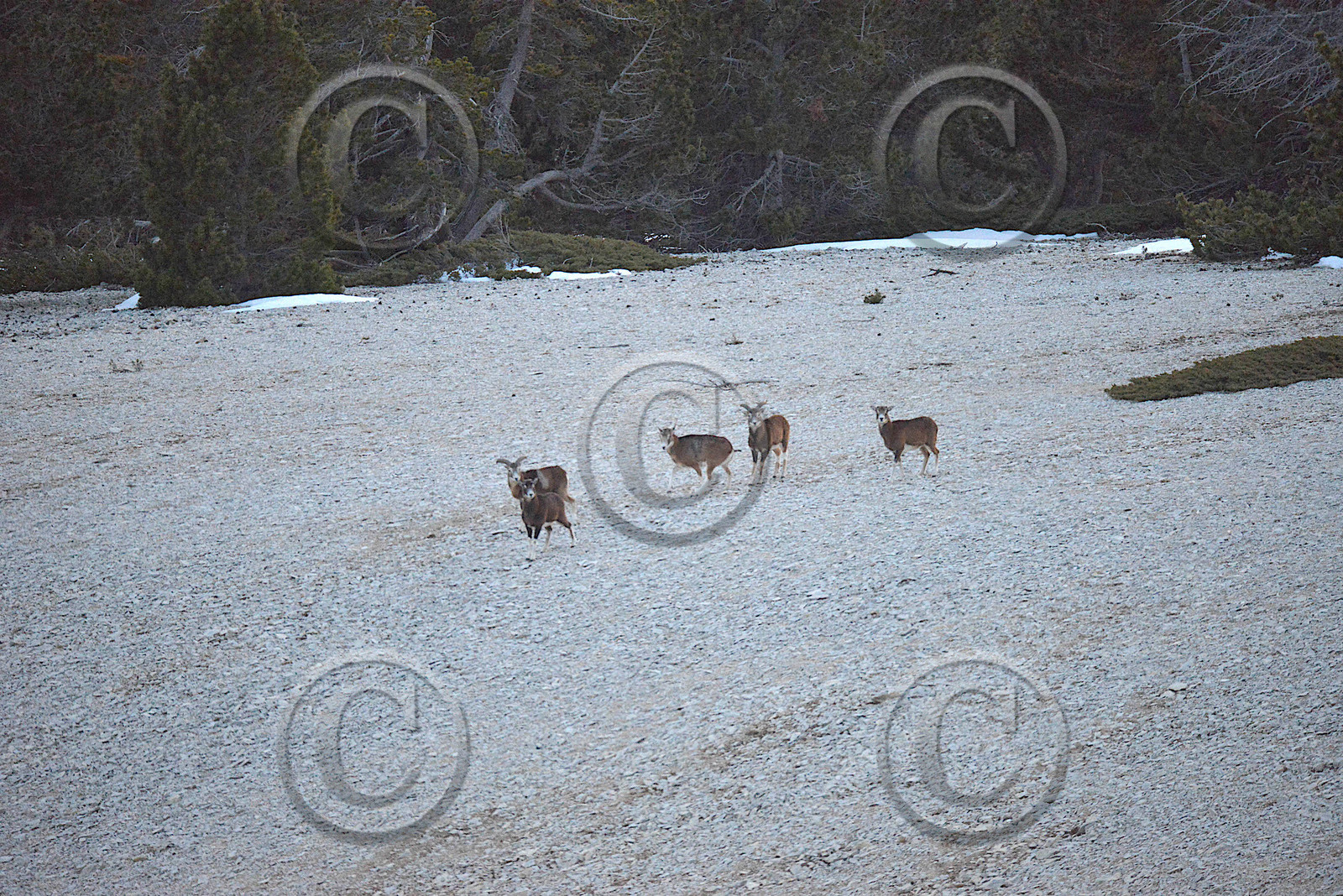 MOUFLONS  VENTOUX