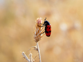 MISE A  JOUR  en cours