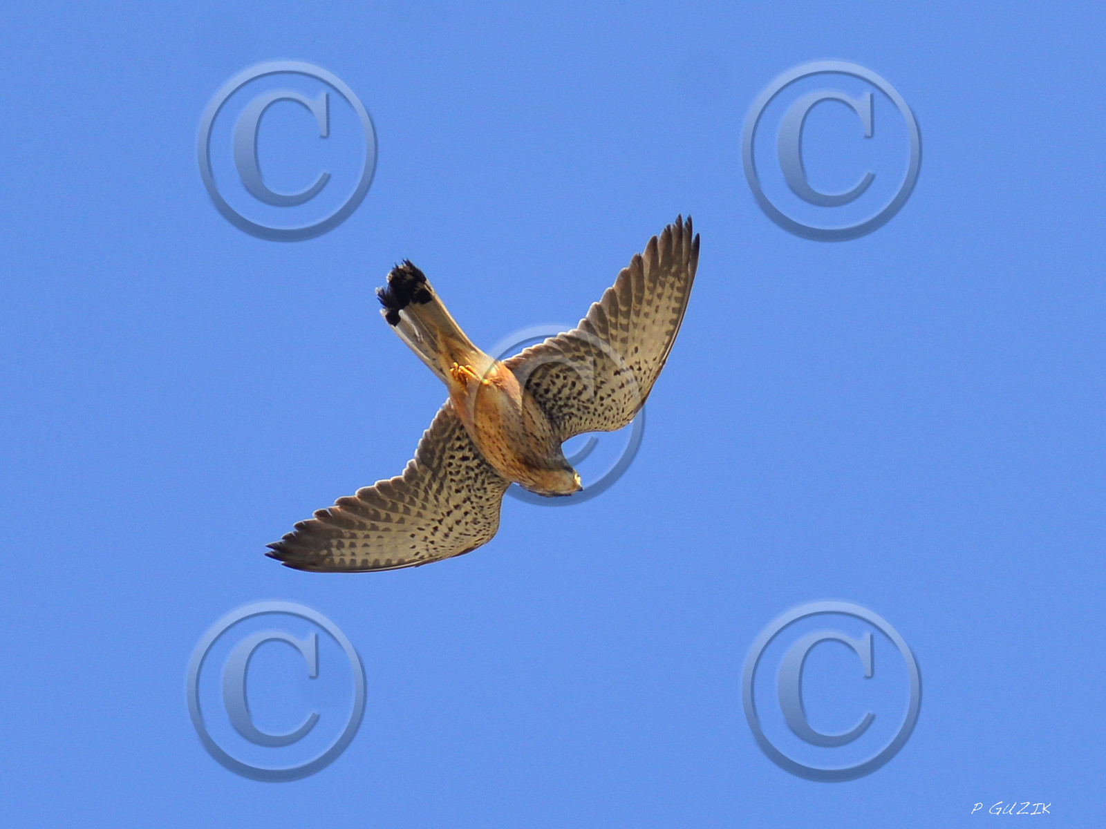 ref-faune-calanque-oiseau-faucon-6260.jpg