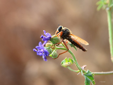 ref-faune-calanque-insecte-7467.jpg