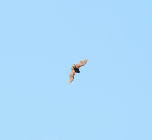 mar_3113.jpg