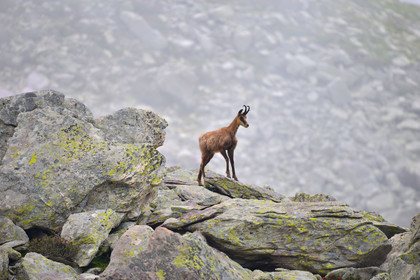 FAUNE & ANIMAUX