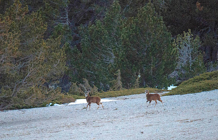 MOUFLONS  VENTOUX