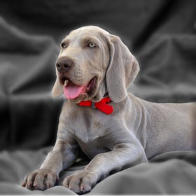 3chat-chien-karl-7050.jpg