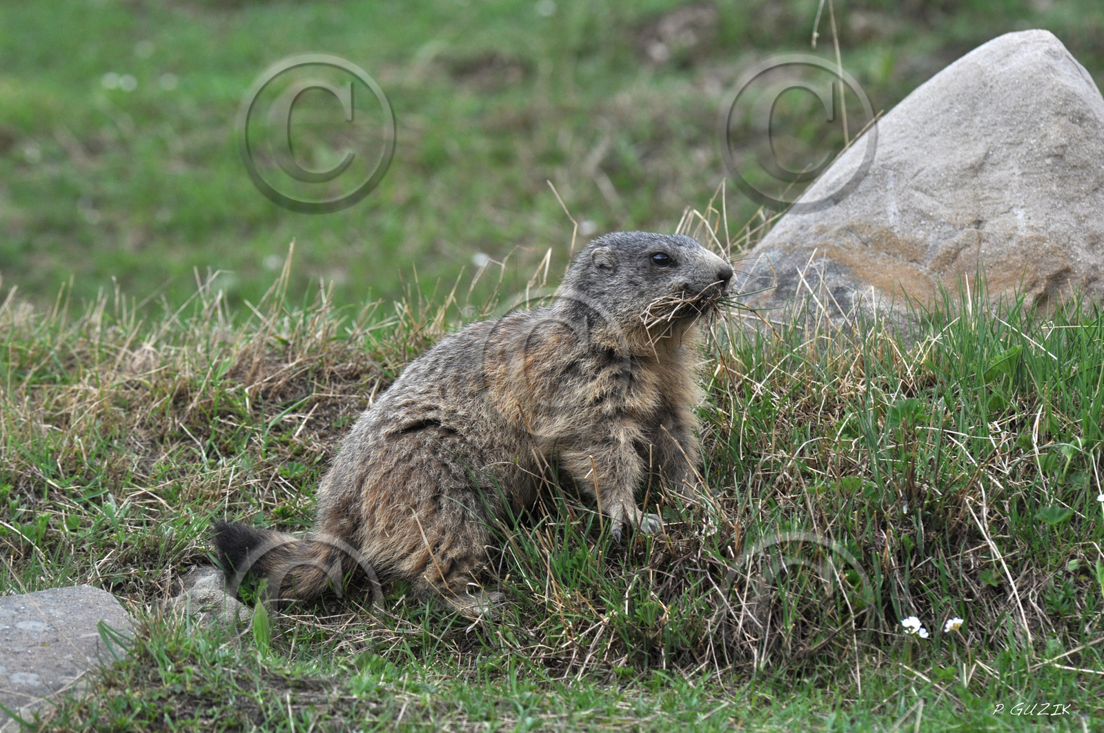 faune-montagne-provence-marmotte-dsc_5658.jpg
