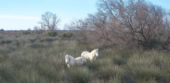 dsc_1487.jpg