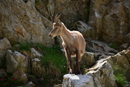FAUNE & ANIMAUX