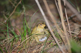 MISE A  JOUR  en cours