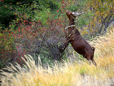faune animaux montagne haute alpes ,queyras, mercantour,alpes de haute provence,alpes maritime