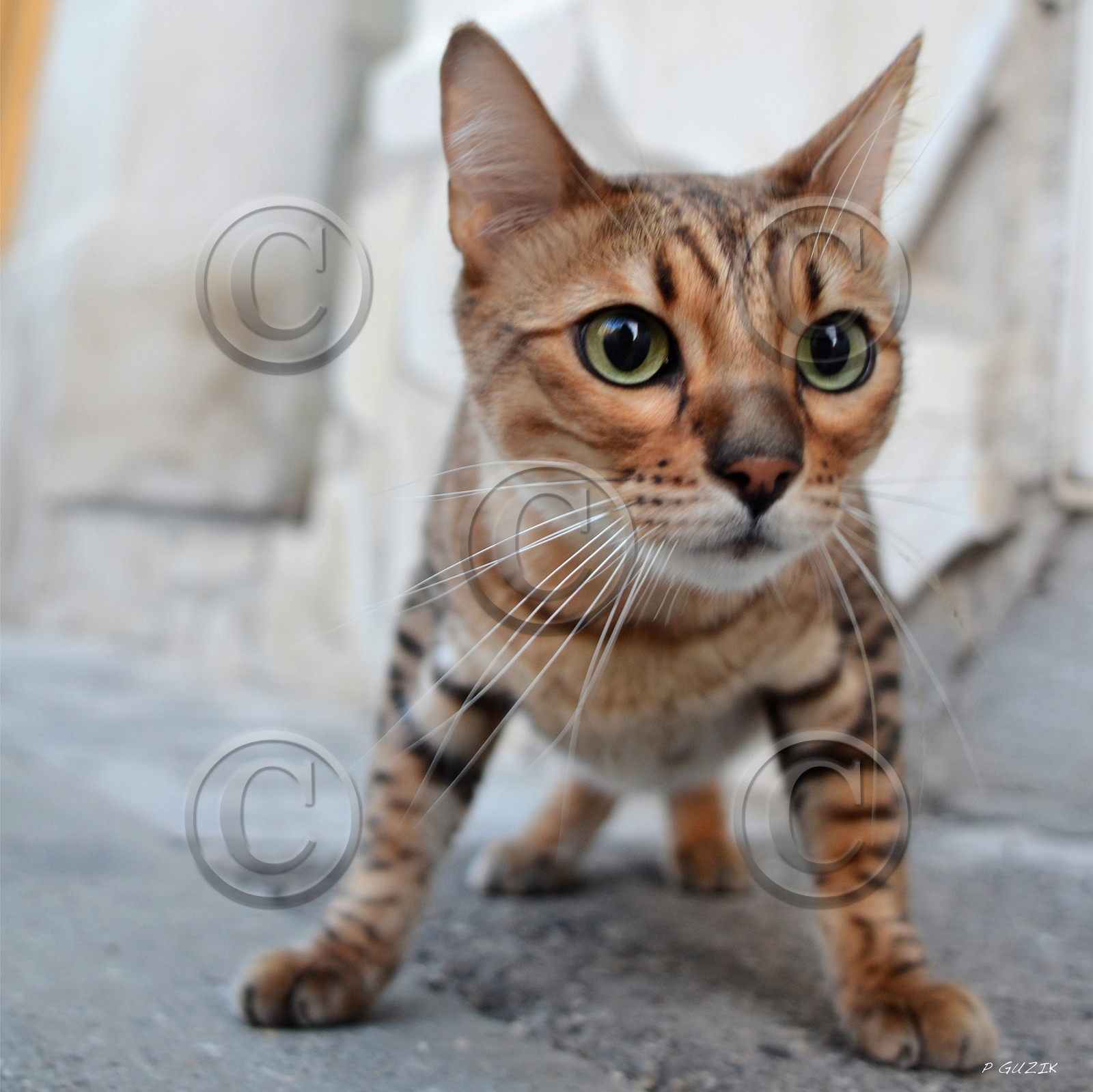 ref-portrait-bengal-chat-t-dsc_1129-copie.jpg