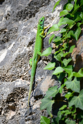 MISE A  JOUR  en cours