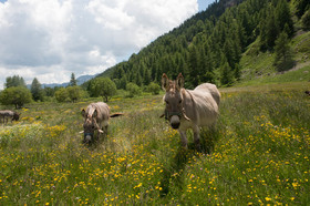 montagne haute alpes ,queyras, mercantour,alpes de haute provence,alpes maritime