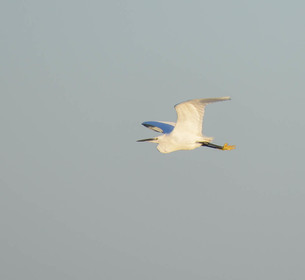 CAMARGUES HIVERS