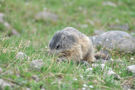 faune-montagne-provence-marmotte-dsc_5640.jpg