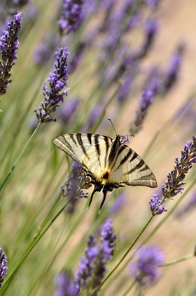 MISE A  JOUR  en cours