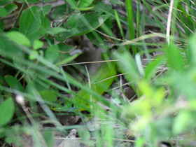 MISE A  JOUR  en cours