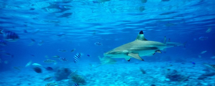 ref-609-requin-pacifique-pointe-noir-sud.jpg