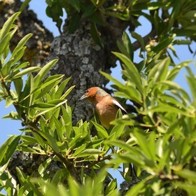 Photo de la sainte baume